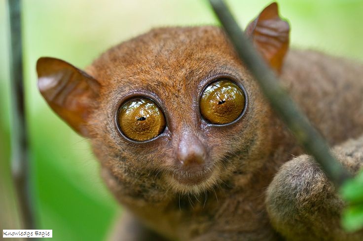 Animal with Big Eyes: Lets Find Out Interesting Facts about 10 Animals with Big Eyes