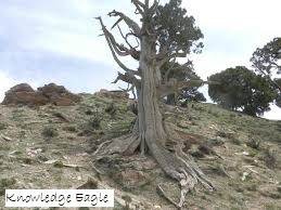 Unnamed Qilian juniper