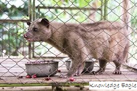 Civet Cat