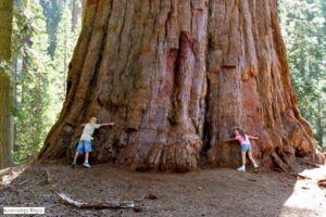 Giant sequoias