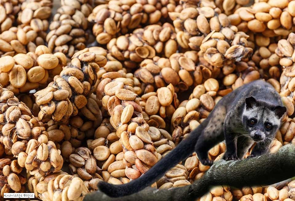 Kopi Luwak: The Legendary Poop Coffee