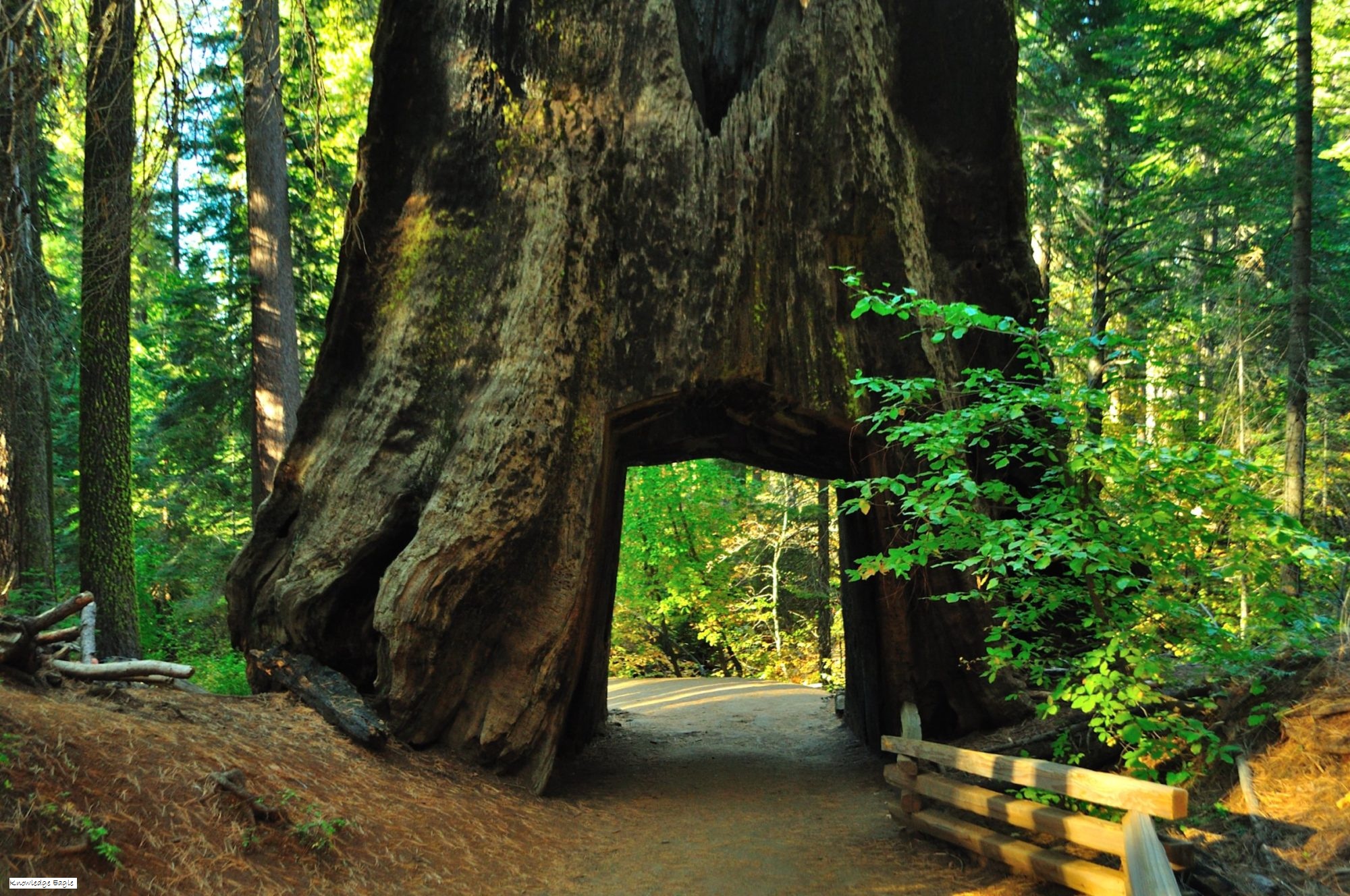 Oldest tree in the world