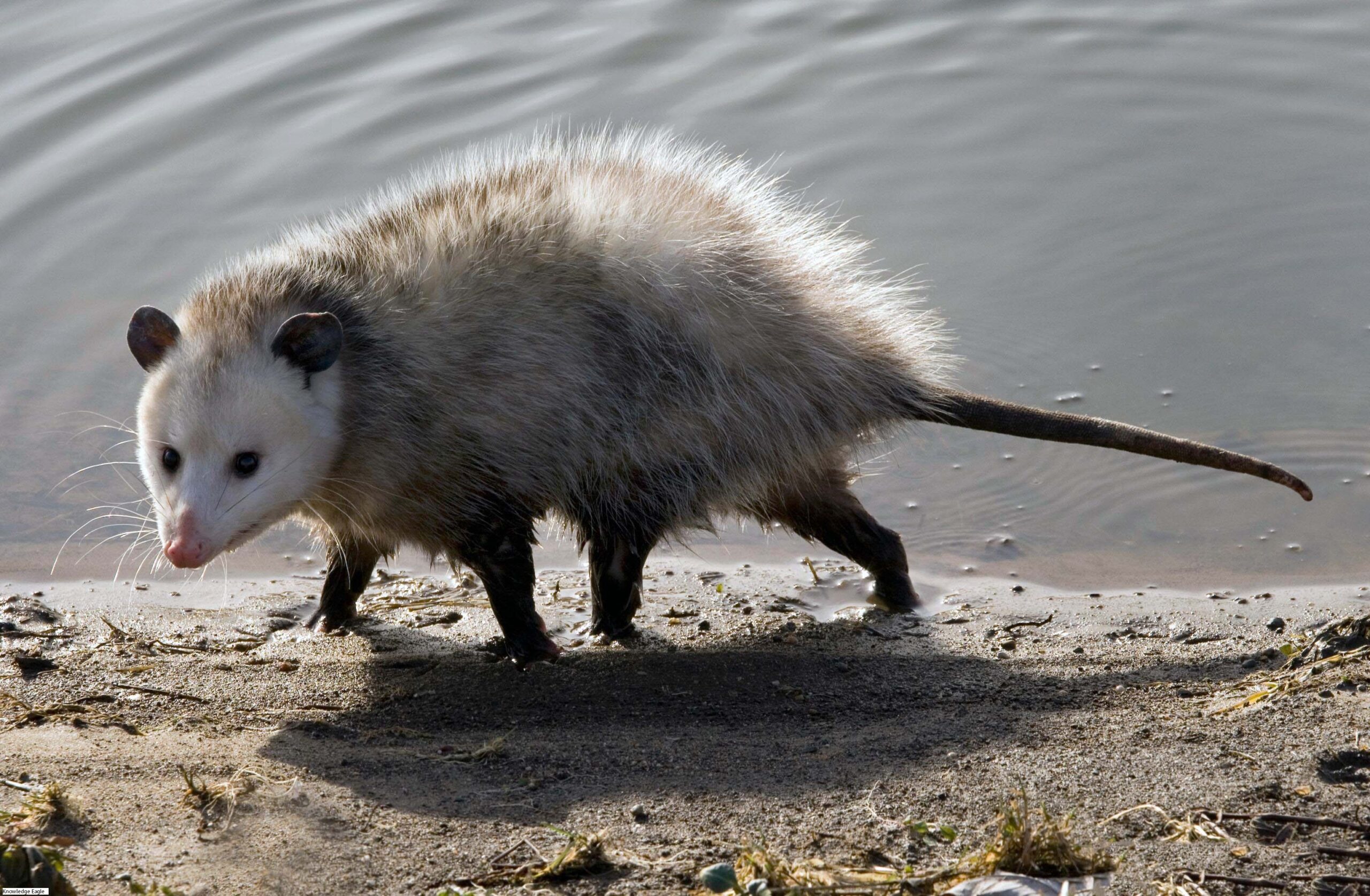 are opossums dangerous