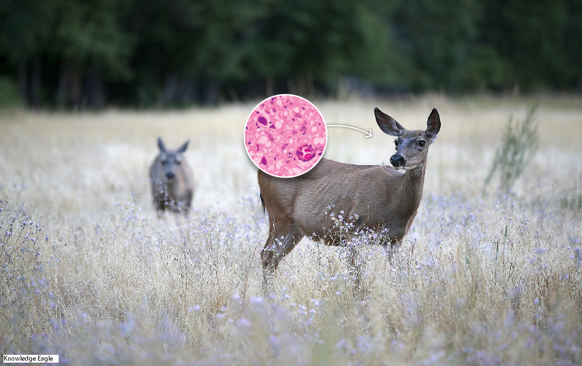 Hunters Zombie Deer Disease! 2 Hunters who Ate Contaminated Deer Meat may have Died