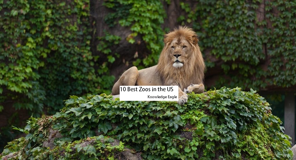 Discover Wildlife Wonders at the Top 10 Best Zoos in the US