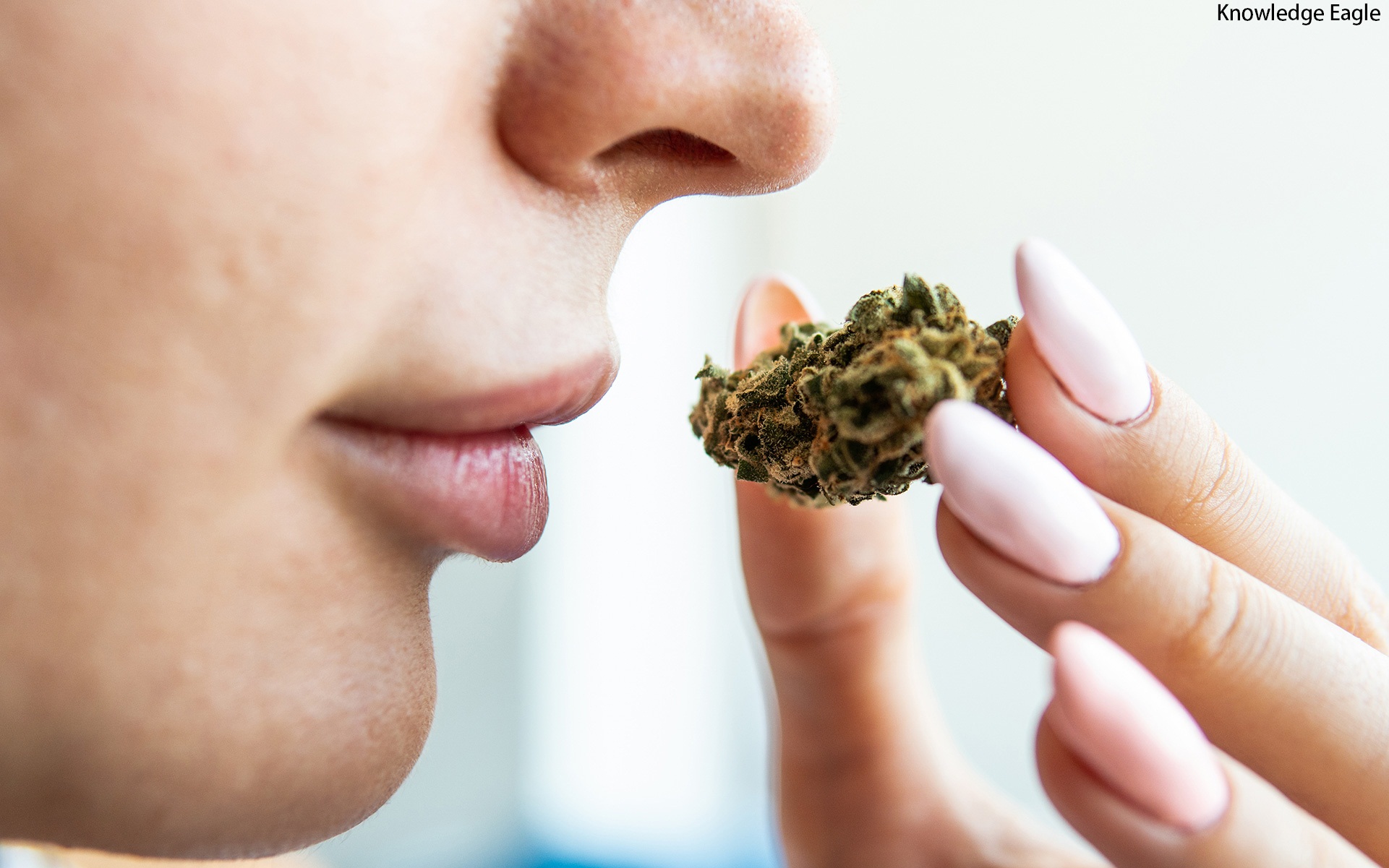 How to Remove the Smell of Weed? A Comprehensive Guide by Knowledge Eagle.